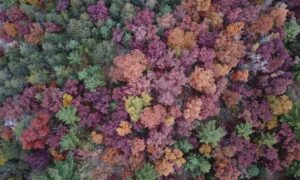 Lidar mapping forested acreage - ALTA SURVEY Minnesota Aerial view of dense forest with LiDAR mapping used to reveal terrain beneath the tree cover